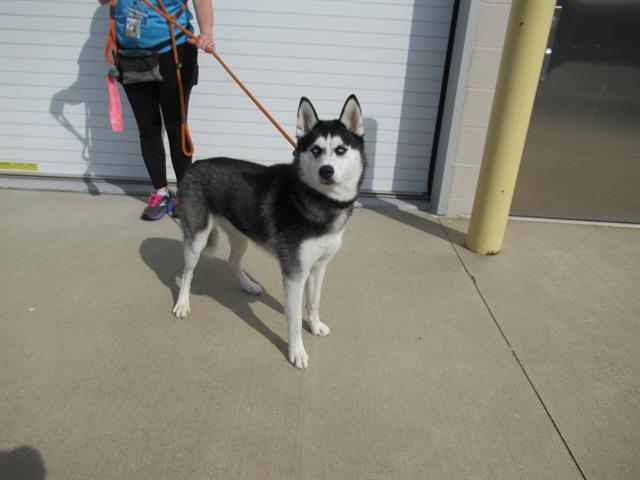 HUSKER-DOO