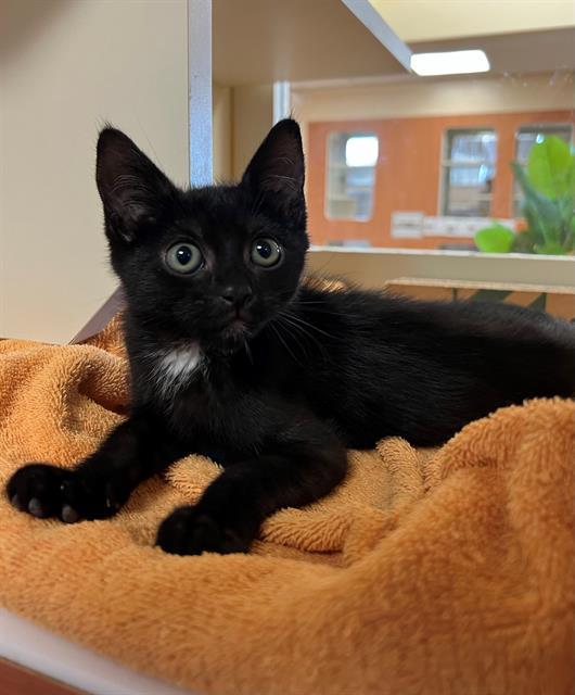 JASPER, an adoptable Domestic Short Hair in Blythe, CA, 92225 | Photo Image 1