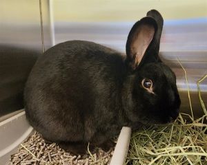 CLOUD, Young Male Bunny Rabbit