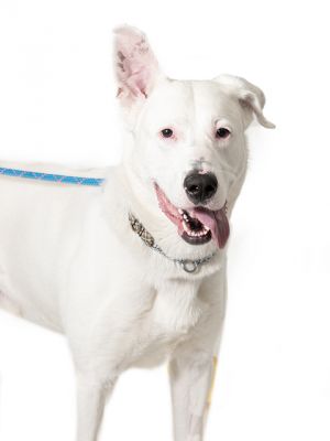 RICKY, Adult Male German Shepherd Dog