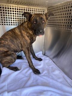 COOKIE CRISP, Adult Female Pit Bull Terrier