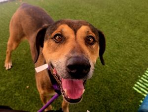 OWEN, Adult Male German Shepherd Dog
