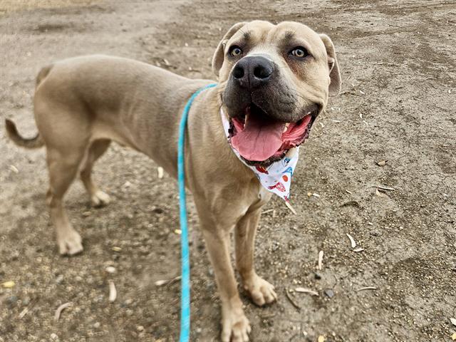 STANIEL, an adoptable Boerboel in Phoenix, AZ, 85009 | Photo Image 1