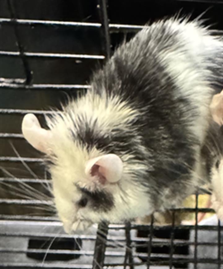TOM