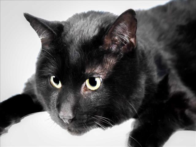 JO, an adoptable Domestic Medium Hair in Loveland, CO, 80538 | Photo Image 1