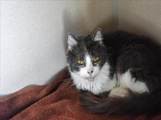 BUDDY, an adoptable Domestic Medium Hair in Loveland, CO, 80538 | Photo Image 1