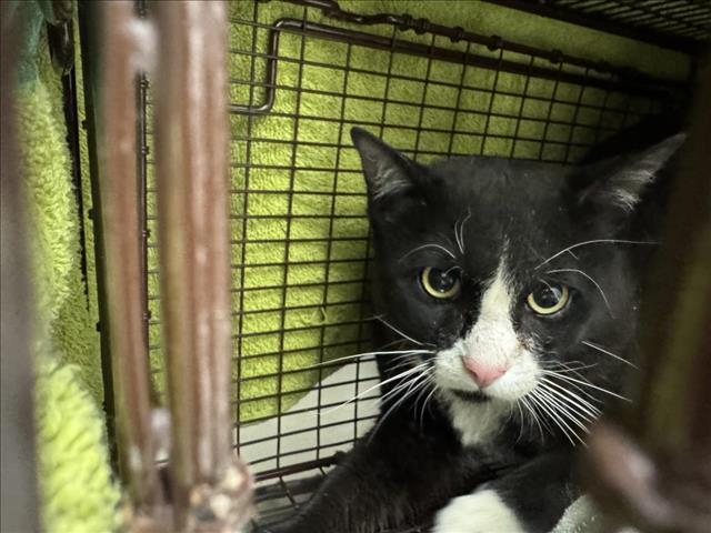 JAMMER, an adoptable Domestic Short Hair in Loveland, CO, 80538 | Photo Image 1