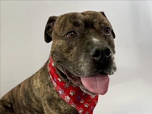 HUTCH, Adult Male Pit Bull Terrier