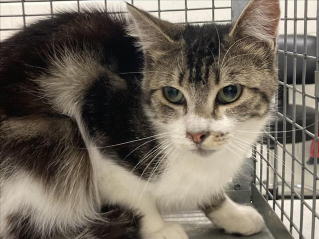LITTLE LAD, an adoptable Domestic Medium Hair in Loveland, CO, 80538 | Photo Image 1