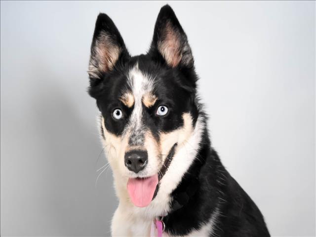 OREO