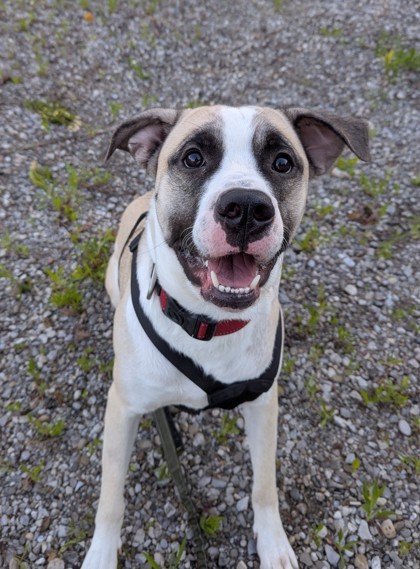 Barney, an adoptable Akbash, Presa Canario in Simcoe, ON, N3Y 4L1 | Photo Image 1