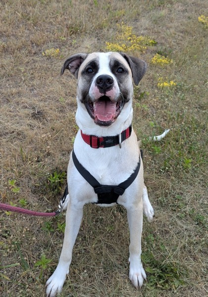 Barney, an adoptable Akbash, Presa Canario in Simcoe, ON, N3Y 4L1 | Photo Image 1
