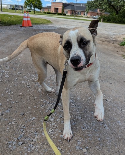 Barney, an adoptable Akbash, Presa Canario in Simcoe, ON, N3Y 4L1 | Photo Image 1