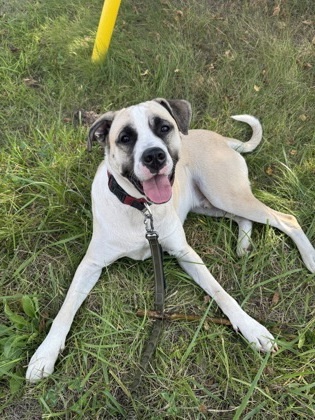 Barney, an adoptable Akbash, Presa Canario in Simcoe, ON, N3Y 4L1 | Photo Image 1