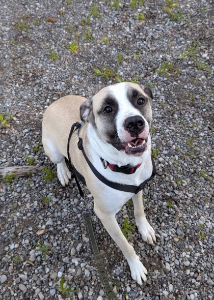 Barney, an adoptable Akbash, Presa Canario in Simcoe, ON, N3Y 4L1 | Photo Image 2