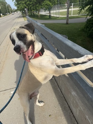 Barney, an adoptable Akbash, Presa Canario in Simcoe, ON, N3Y 4L1 | Photo Image 2
