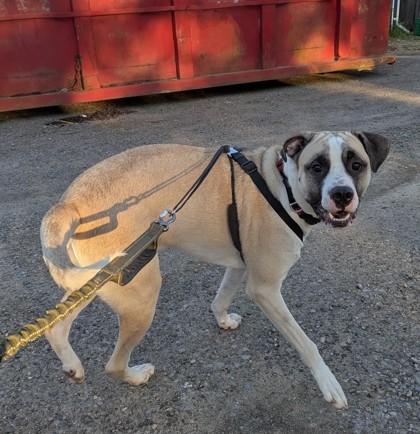 Barney, an adoptable Akbash, Presa Canario in Simcoe, ON, N3Y 4L1 | Photo Image 3