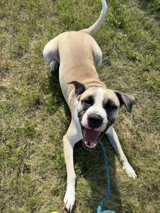 Barney, an adoptable Akbash, Presa Canario in Simcoe, ON, N3Y 4L1 | Photo Image 3