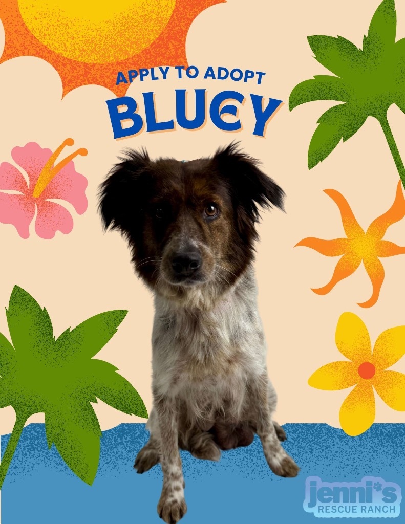Bluey
