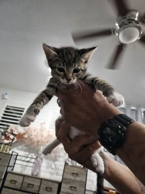 Bonzai (Adopted), Adult Male Tabby