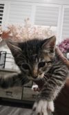 Bonzai (Adopted) photo 2