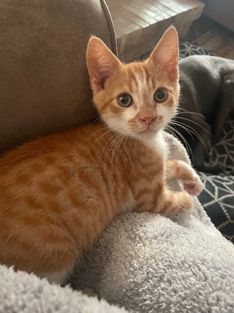 Franklin