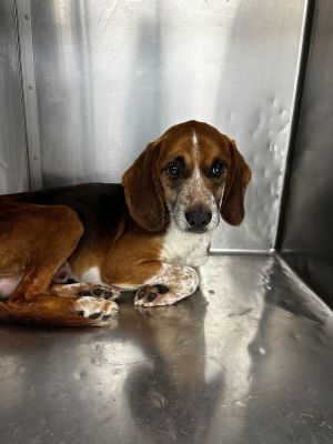 Name Buster Age 5 Years Breed Beagle Gender Male Meet Buster Buster is a charming 5-year-old Be