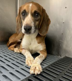 Name Buster Age 5 Years Breed Beagle Gender Male Meet Buster Buster is a charming 5-year-old Be