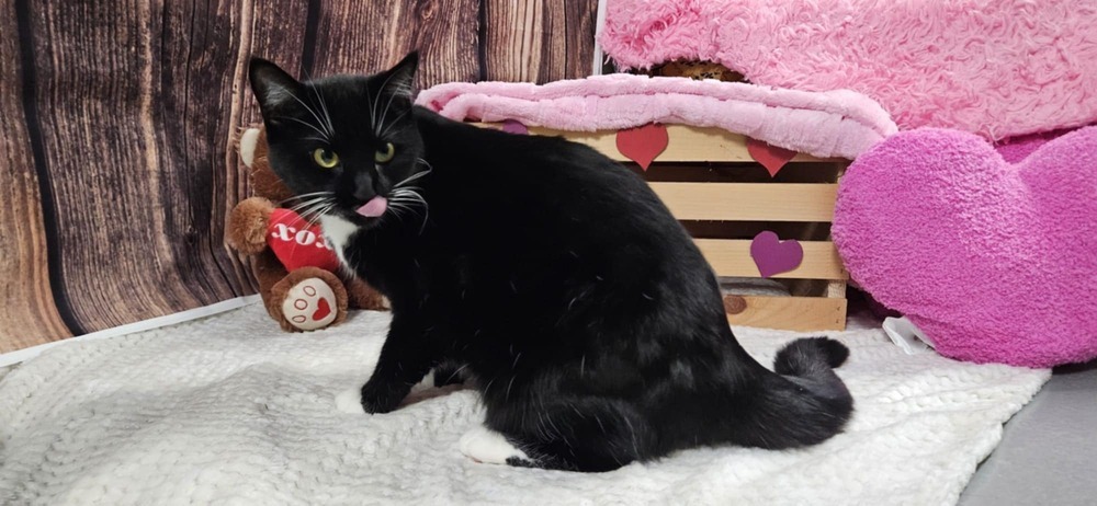Mozy (Adoption fee SPONSORED!)
