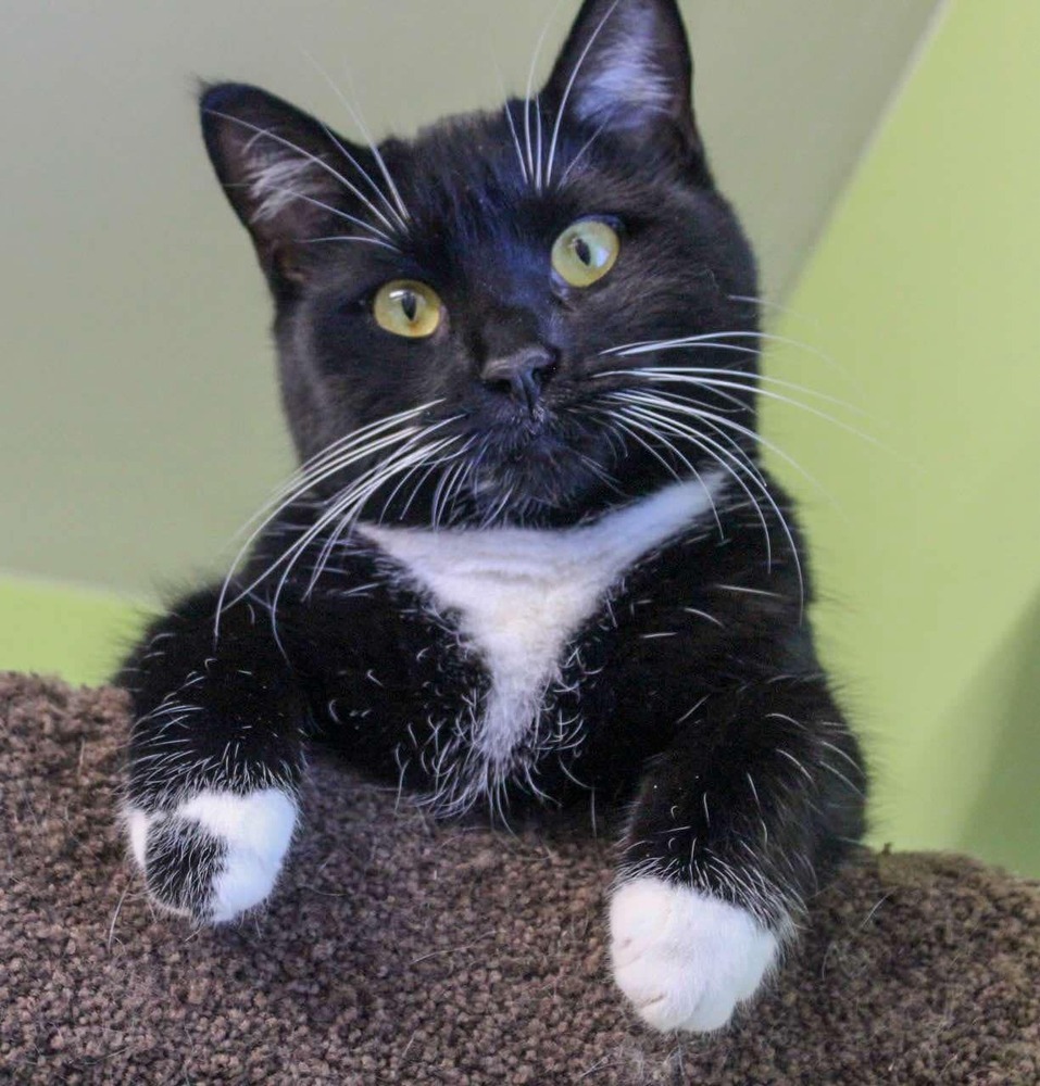 Mozy (Adoption fee SPONSORED!)