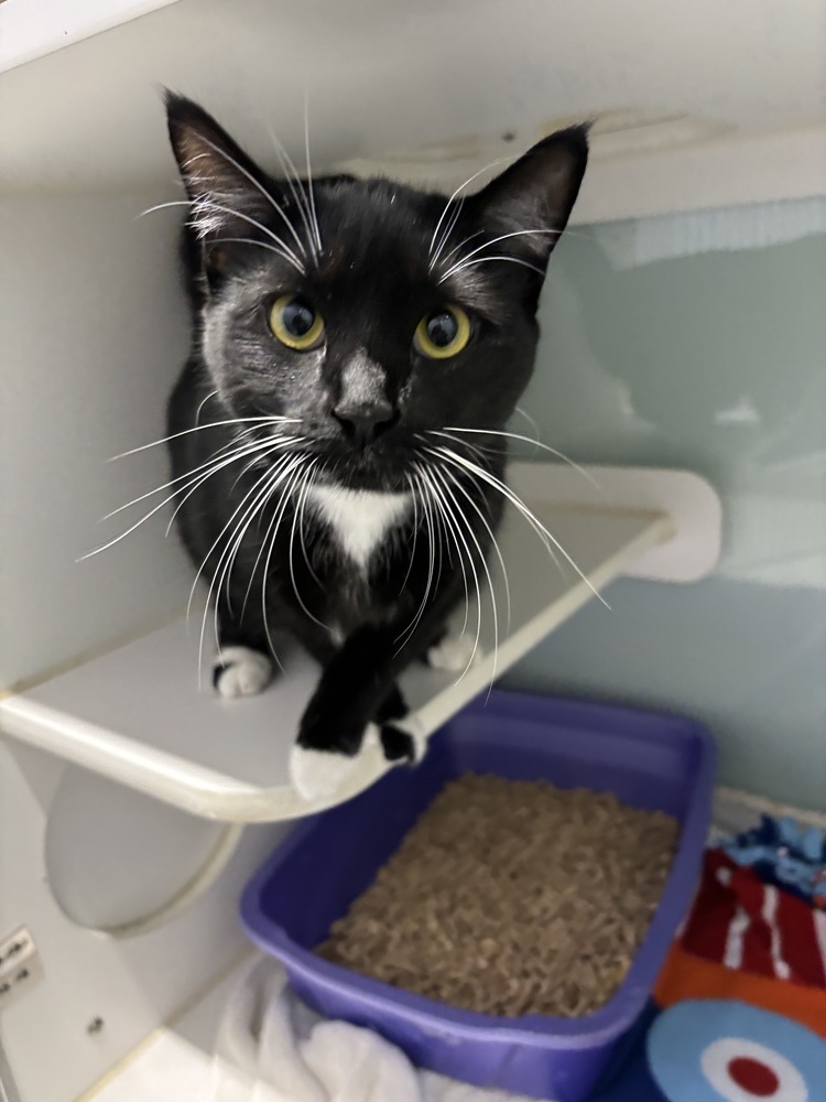 Mozy (Adoption fee SPONSORED!)