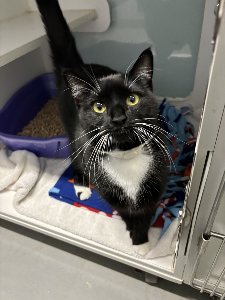 Mozy (Adoption fee SPONSORED!)