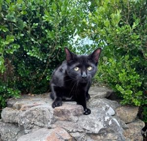 Sapphire, Young Female Domestic Short Hair