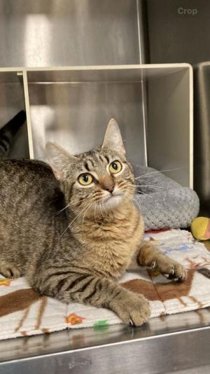 Officer McMews, Young Female Domestic Short Hair