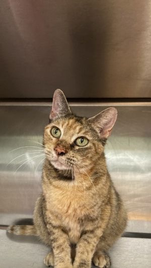 Shroomie, Adult Female Domestic Short Hair