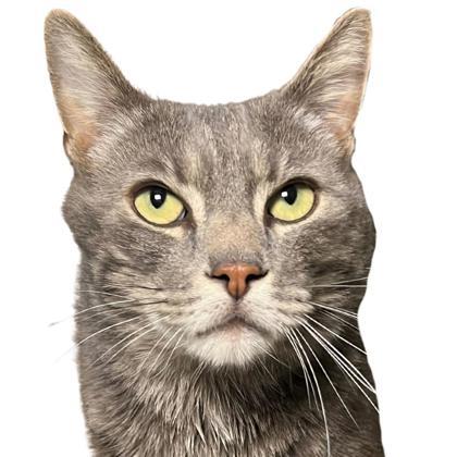 Buddy, an adoptable Domestic Short Hair in Reno, NV, 89512 | Photo Image 1