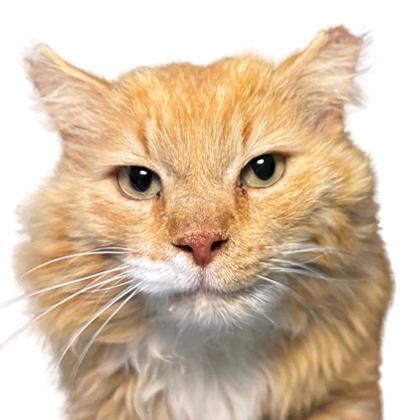 Gunther, an adoptable Domestic Long Hair, Domestic Short Hair in Reno, NV, 89512 | Photo Image 1