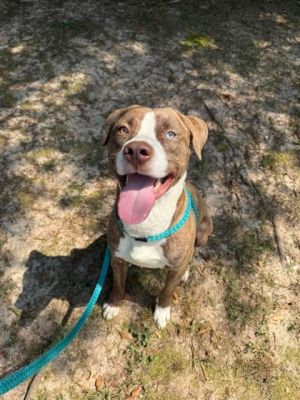 Baxter, Adult Male Mixed Breed