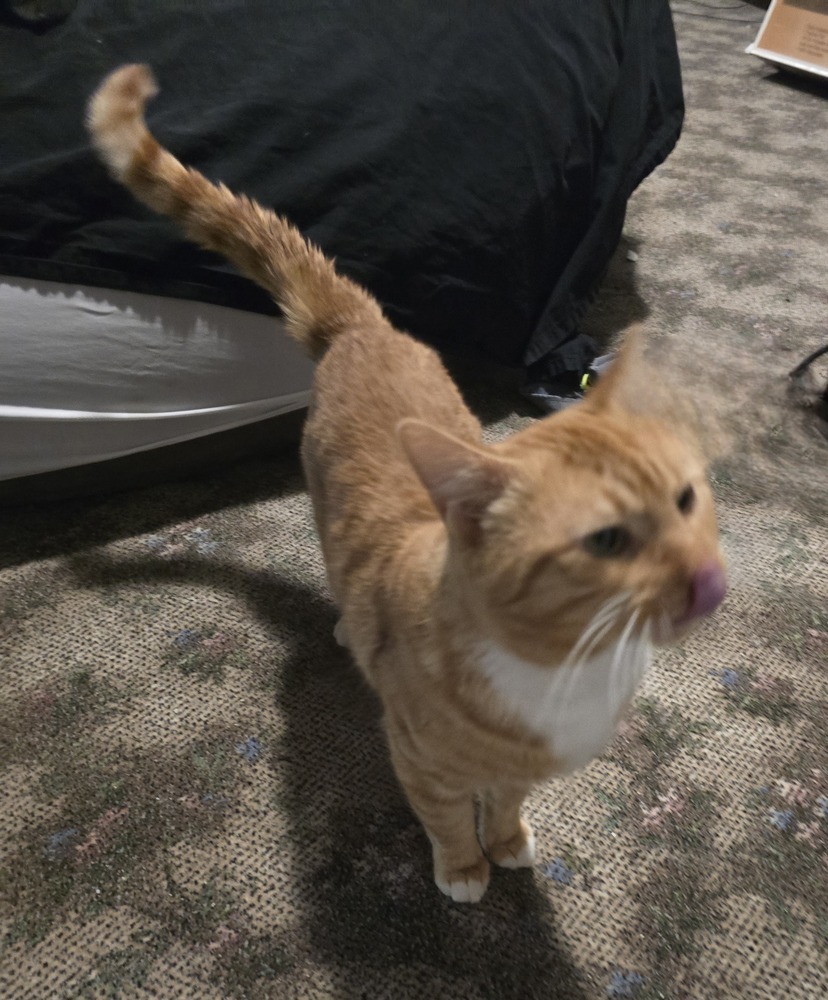 WINSTON