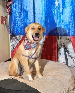 Pookie Bear, Young Male Shepherd