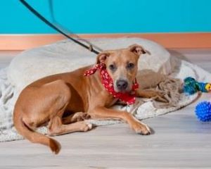 Genie, Young Female Pit Bull Terrier