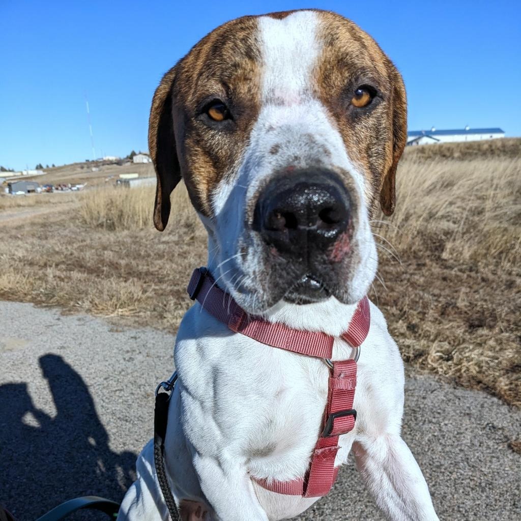 T-Rex, an adoptable Pit Bull Terrier, Mixed Breed in Gillette, WY, 82716 | Photo Image 2