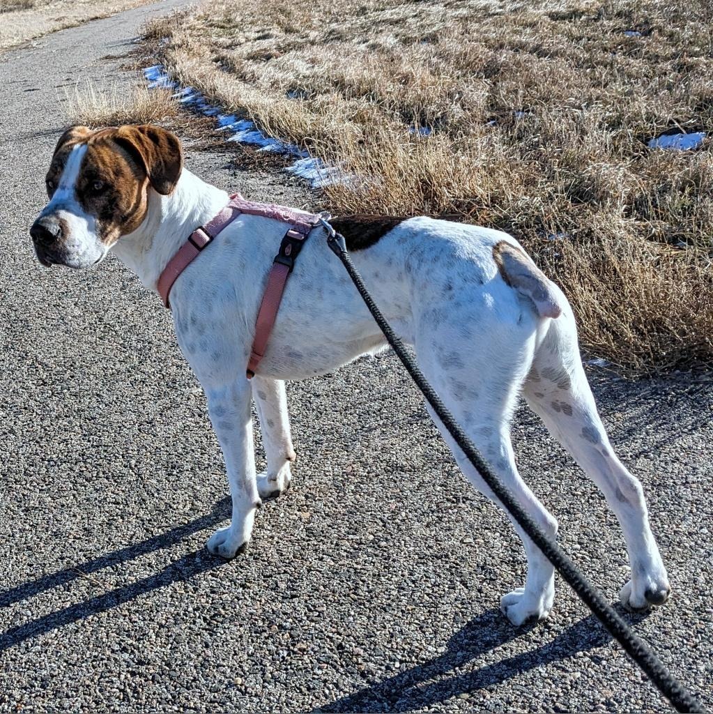 T-Rex, an adoptable Pit Bull Terrier, Mixed Breed in Gillette, WY, 82716 | Photo Image 3