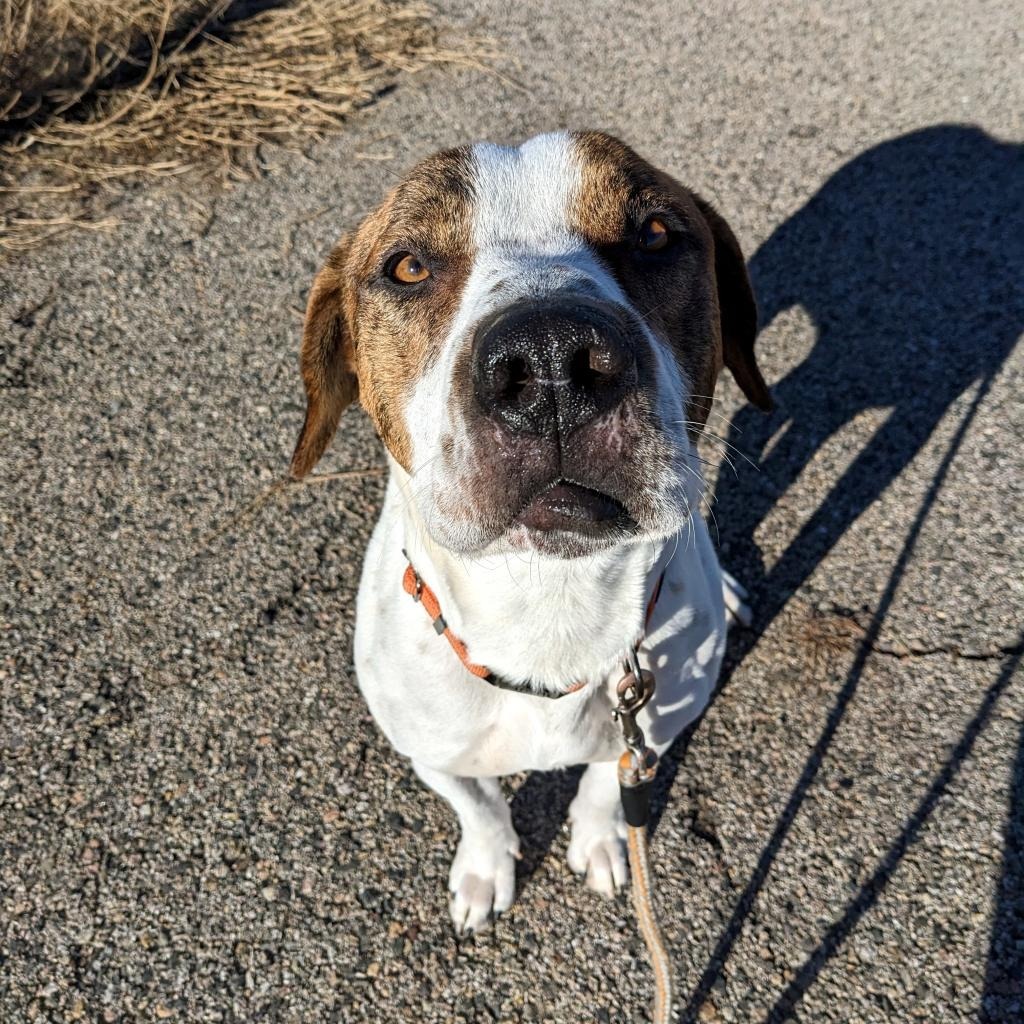T-Rex, an adoptable Pit Bull Terrier, Mixed Breed in Gillette, WY, 82716 | Photo Image 4