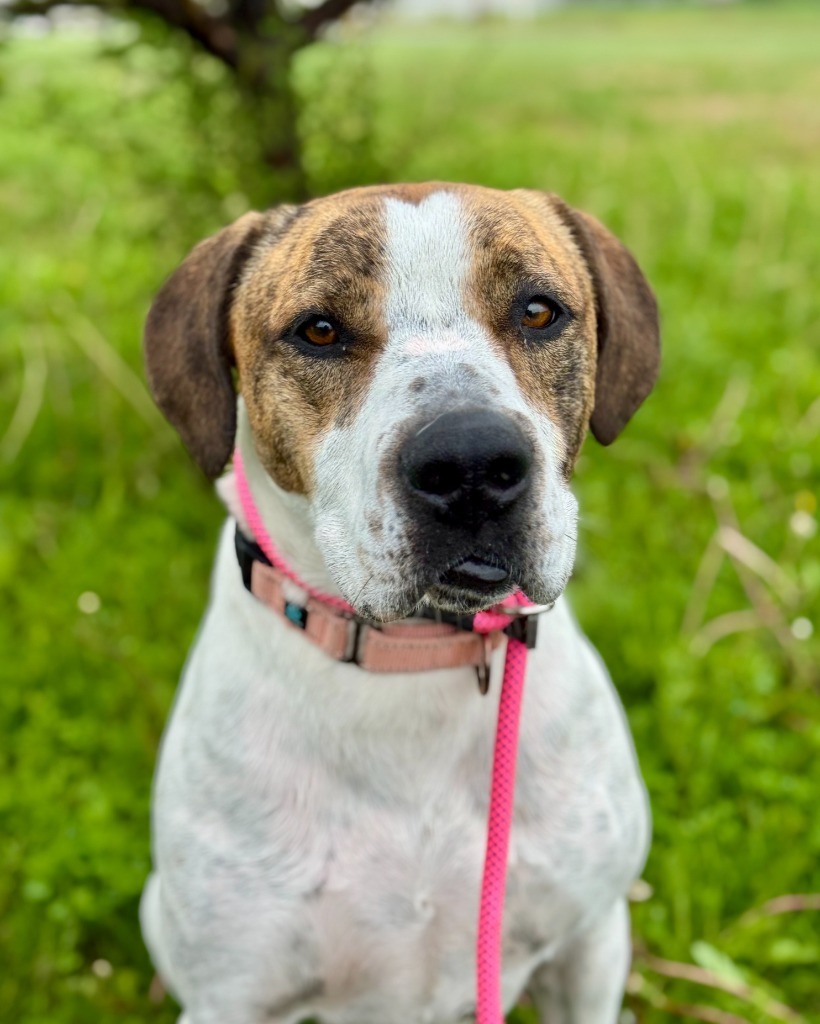 T-Rex, an adoptable Pit Bull Terrier, Mixed Breed in Gillette, WY, 82716 | Photo Image 5