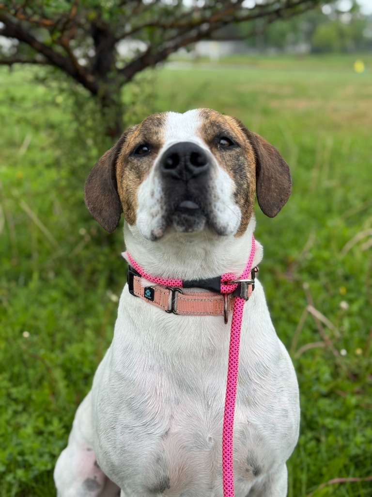 T-Rex, an adoptable Pit Bull Terrier, Mixed Breed in Gillette, WY, 82716 | Photo Image 6