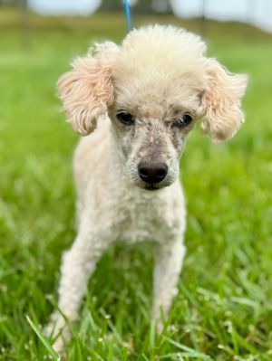 Chip Mar 25, Senior Male Poodle