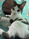 Dahlia&#39;s Mike KITTEN photo 1