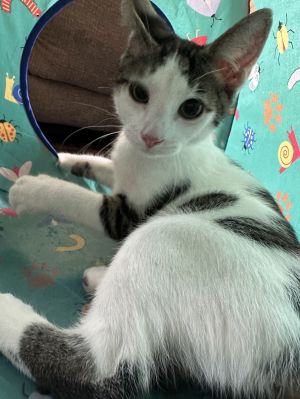 Dahlia&#39;s Mike KITTEN, Baby Male Domestic Short Hair