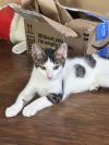 Dahlia&#39;s Mike KITTEN photo 2